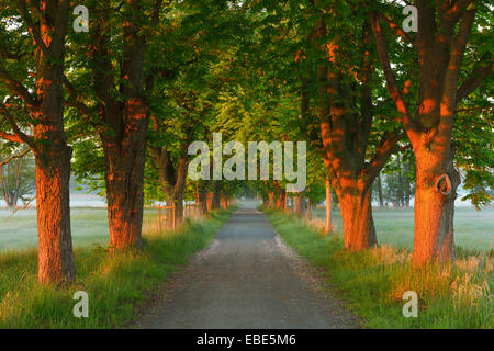 Chestnut avenue bordée d'in early morning light, réserve naturelle, Moenchbruch Moerfelden-Walldorf, Hesse, Germany, Europe Banque D'Images