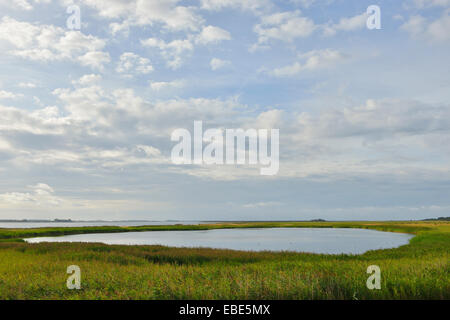 Lac de roseaux à la rive en été, Vitte, île baltique de Hiddensee, mer Baltique, Bade-Wurtemberg, Allemagne Banque D'Images