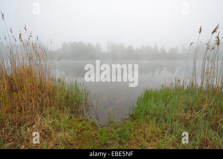 Lake le matin avec la brume, printemps, Mondfeld, Mainfranken, Franconia, Baden Wurtemberg, Allemagne Banque D'Images