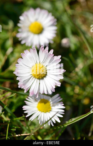 Close-up of common daisy (Bellis perennis) dans un pré en fleurs au printemps, Bavière, Allemagne Banque D'Images