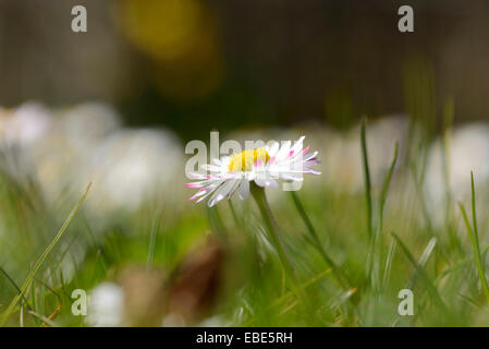 Close-up of common daisy (Bellis perennis) dans un pré en fleurs au printemps, Bavière, Allemagne Banque D'Images
