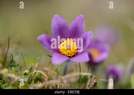 Close-up d'une anémone pulsatille (Pulsatilla vulgaris) dans un pré en fleurs au printemps, Bavière, Allemagne Banque D'Images