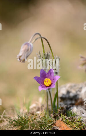 Close-up d'une anémone pulsatille (Pulsatilla vulgaris) dans un pré en fleurs au printemps, Bavière, Allemagne Banque D'Images