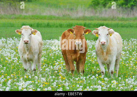 Vaches dans un pré, Miltenberg, Bavaria, Germany, Europe Banque D'Images