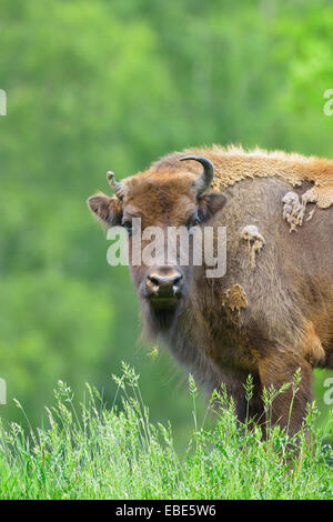 Portrait de bison d'Europe (Bison bonasus), Hesse, Germany, Europe Banque D'Images