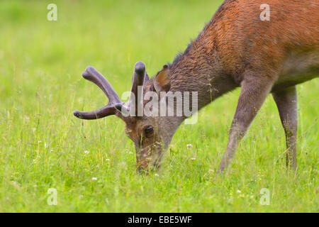 Japanese Deer (Cervus nippon), homme, le pâturage dans le domaine, Hesse, Germany, Europe Banque D'Images
