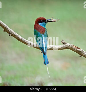 Beau vert et bleu, oiseau à gorge bleue Guêpier (Merops viridis), perché sur une branche, le profil arrière Banque D'Images