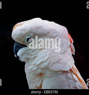 Belle couleur rose pâle, Cacatoès cacatoès des Moluques ou Seram (Cacatua moluccensis), isolé sur un fond noir Banque D'Images