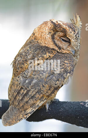 Oriental Scops (Otus sunia), profil arrière Banque D'Images