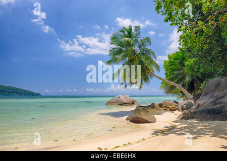 Les rochers et les Palmiers à plage, Anse à la mouche, Mahe, Seychelles Banque D'Images