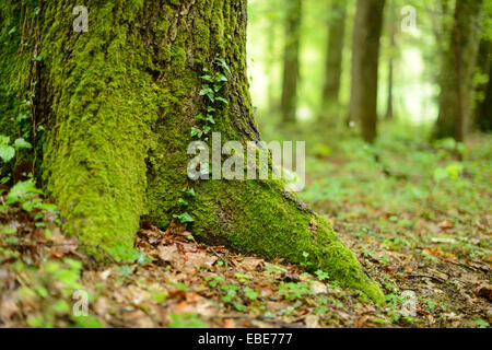 Close-up de châtaignier (Castanea sativa) Tronc d'arbre au printemps, en Styrie, Autriche Banque D'Images