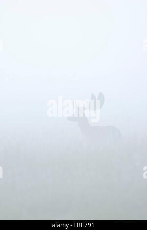 Fallow Deer (Cervus dama) standing in field sur matin brumeux, Hesse, Germany, Europe Banque D'Images