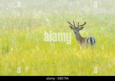 Portrait de fallow deer (Cervus dama) standing in field and looking at camera en été, Hesse, Germany, Europe Banque D'Images