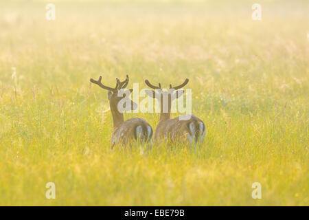 Deux cerfs (Cervus dama) standing in field en été, Hesse, Germany, Europe Banque D'Images