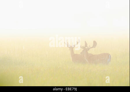 Deux cerfs (Cervus dama) standing in field sur matin brumeux, Hesse, Germany, Europe Banque D'Images