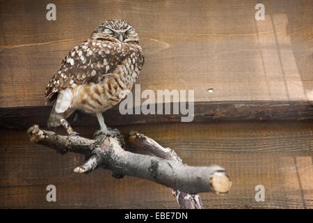 Chevêche des terriers (Athene cunicularia) dormir sur branche, Tracy Aviary, Salt Lake City, Utah, USA Banque D'Images