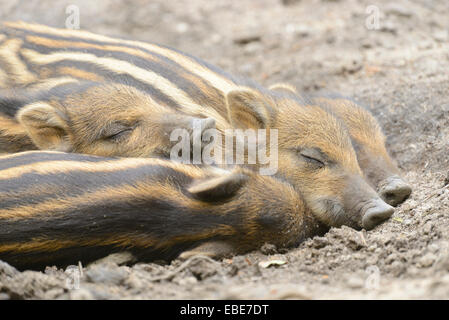 Close-up de sanglier ou sanglier (Sus scrofa) porcelets dans une forêt au début de l'été, la faune Parc Vieille Faisan, Hesse, Allemagne Banque D'Images