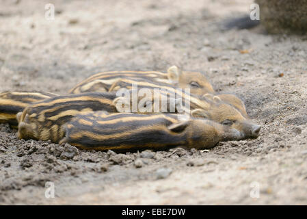 Close-up de sanglier ou sanglier (Sus scrofa) porcelets dans une forêt au début de l'été, la faune Parc Vieille Faisan, Hesse, Allemagne Banque D'Images