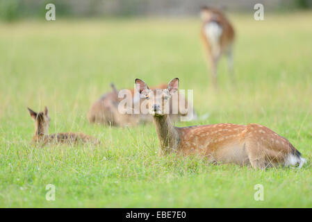 Close-up de cerf sika (Cervus nippon) sur une prairie au début de l'été, la faune Parc Vieille Faisan, Hesse, Allemagne Banque D'Images