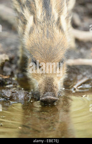 Portrait d'un sanglier ou sanglier (Sus scrofa) piglet en forêt, au début de l'été, Wildpark Alte Fasanerie Hanau, Hesse, Allemagne Banque D'Images