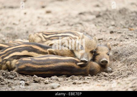 Close-up de sanglier ou sanglier (Sus scrofa) porcelets en forêt, au début de l'été, Wildpark Alte Fasanerie Hanau, Hesse, Allemagne Banque D'Images