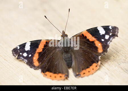 Close-up d'un Vulcain (Vanessa atalanta) sur une planche en bois au début de l'été, Wildpark Alte Fasanerie Hanau, Hesse, Allemagne Banque D'Images