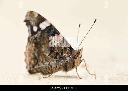 Close-up d'un Vulcain (Vanessa atalanta) sur une planche en bois au début de l'été, Wildpark Alte Fasanerie Hanau, Hesse, Allemagne Banque D'Images