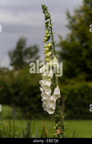 Une photographie d'une crème blanche foxglove en fleur et contre un des problèmes de mise au point de l'environnement jardin Banque D'Images