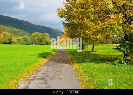 Tilleul et le chemin à l'automne, Miltenberg, Spessart, Bavaria, Germany Banque D'Images