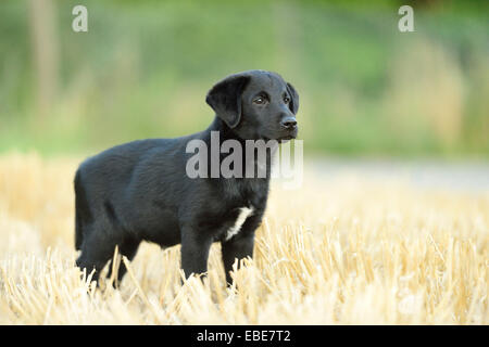 Mixed Labrador noir debout dans un champ en été, Haut-Palatinat, en Bavière, Allemagne Banque D'Images