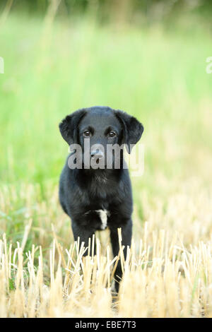 Mixed Labrador noir debout dans un champ en été, Haut-Palatinat, en Bavière, Allemagne Banque D'Images