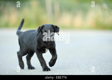 Labrador noir mixte sur une rue en été, Haut-Palatinat, en Bavière, Allemagne Banque D'Images