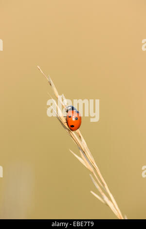 7-spot coccinelle (Coccinella septempunctata) bug assis sur une mauvaise herbe en été, Haut-Palatinat, en Bavière, Allemagne Banque D'Images