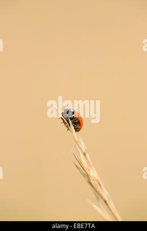 7-spot coccinelle (Coccinella septempunctata) bug assis sur une mauvaise herbe en été, Haut-Palatinat, en Bavière, Allemagne Banque D'Images