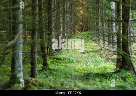 Paysage d'une épinette de Norvège (Picea abies) Forêt de l'été, Haut-Palatinat, en Bavière, Allemagne Banque D'Images