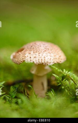 Close-up of a Blush (Amanita rubescens Amanite ou novinupta) sur le sol de la forêt en automne, Haut-Palatinat, en Bavière, Allemagne Banque D'Images