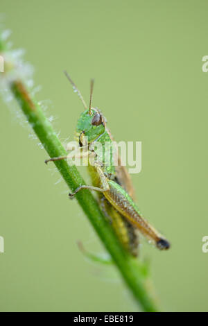 Close-up of Meadow Grasshopper (Chorthippus parallelus) sur tige d'herbe dans le pré au début de l'été, Bavière, Allemagne Banque D'Images