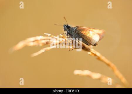 Close-up of Small Skipper (Thymelicus sylvestris) papillon sur tige d'herbe dans le pré au début de l'été, Bavière, Allemagne Banque D'Images