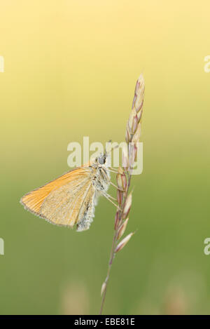 Close-up of Small Skipper (Thymelicus sylvestris) papillon sur tige d'herbe dans le pré au début de l'été, Bavière, Allemagne Banque D'Images