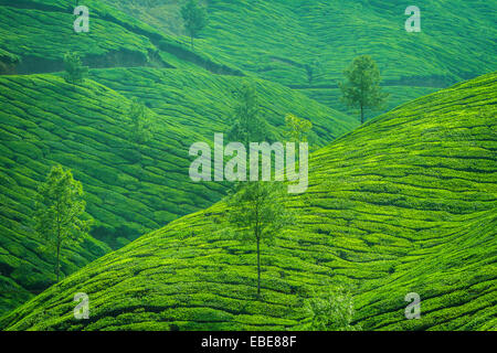 Belle plantation de thé vert frais de Munnar, Kerala, Inde Banque D'Images