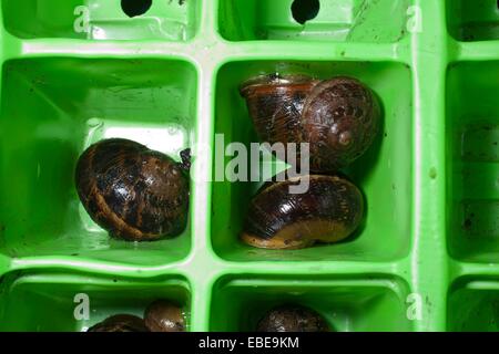 Une famille de mollusques Escargots sur l'hiver dans un des bacs de semences. Banque D'Images