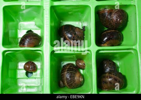 Une famille de mollusques Escargots sur l'hiver dans un des bacs de semences. Banque D'Images