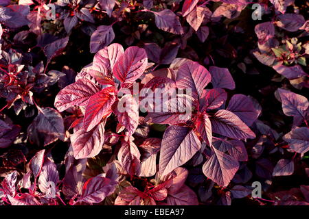 Amaranthus blitum en croissant Barbar, Royaume de Bahreïn Banque D'Images