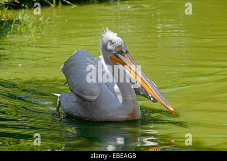 Pélican frisé (Pelecanus crispus) tandis que la natation Banque D'Images