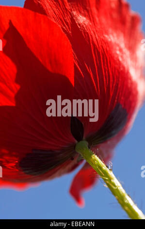 Ladybird pavot (Papaver commutatum) Banque D'Images