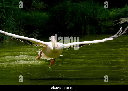 Le pélican blanc (Pelecanus onocrotalus) au décollage sur l'eau Banque D'Images