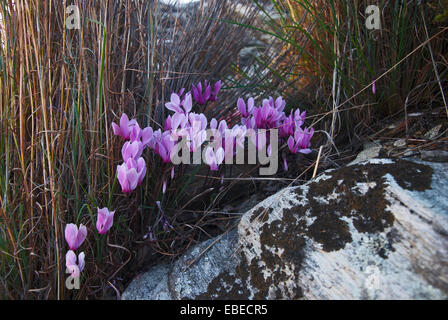 La culture du cyclamen sauvages entre les rochers Banque D'Images