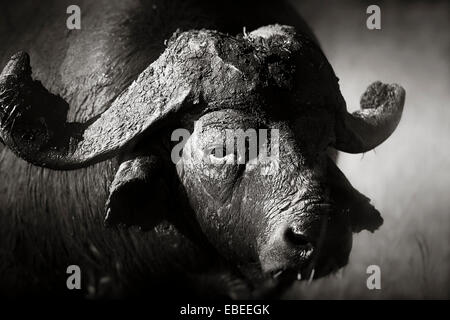 Portrait buffle (Syncerus caffer) - Parc National Kruger (Afrique du Sud) Banque D'Images