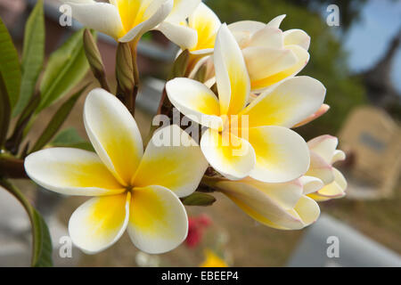 Ile Maurice, Cap Malheureux, cimetière, parfumé, fleurs de frangipanier Plumeria Banque D'Images