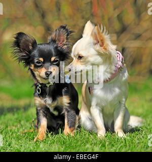 Deux chiots chihuahua Banque D'Images